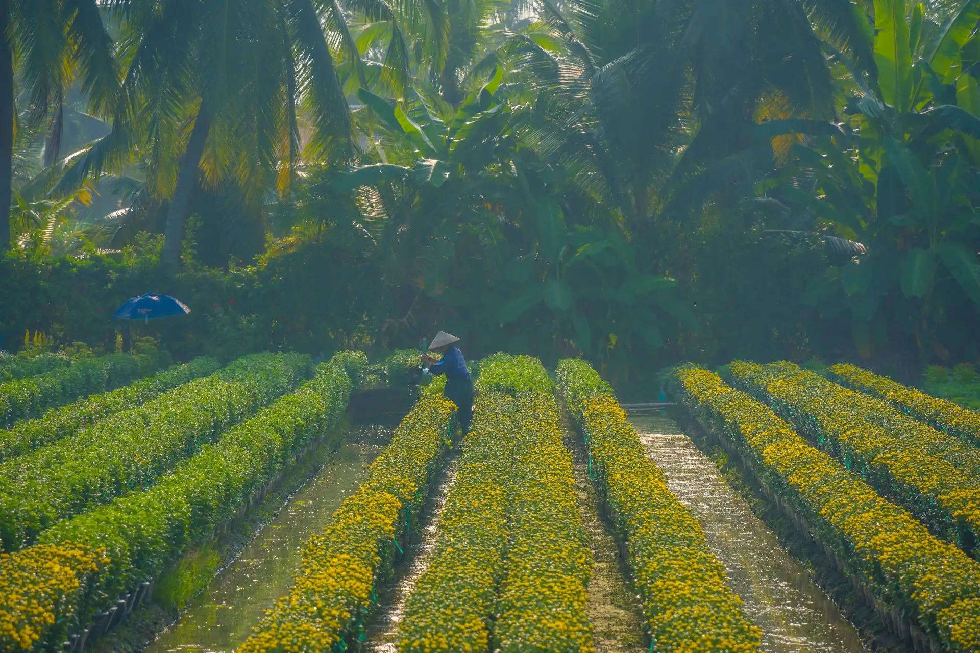 lang hoa my phong: suc song vuon choi sau mot mua hoa trac tro - 10