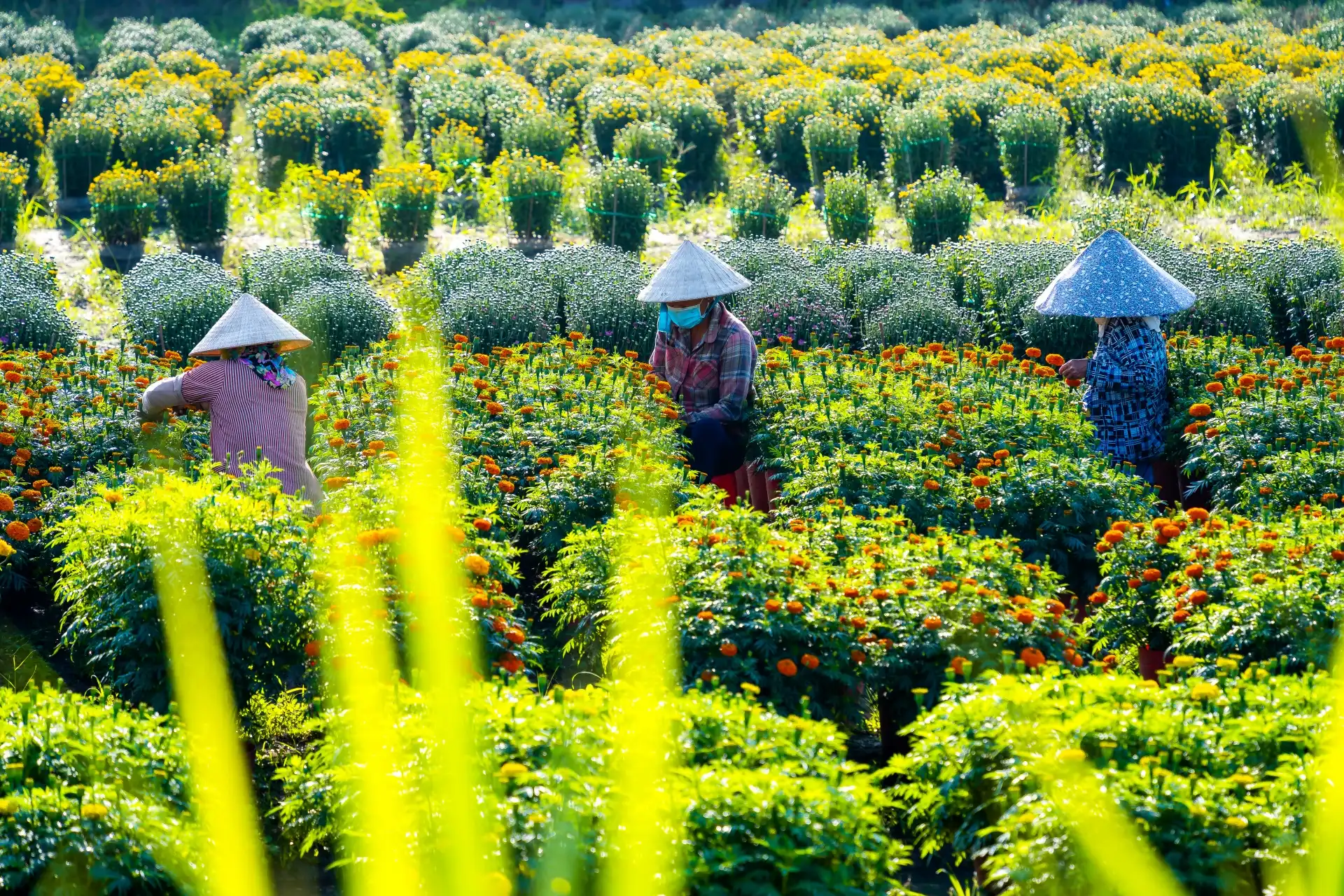 lang hoa my phong: suc song vuon choi sau mot mua hoa trac tro - 5