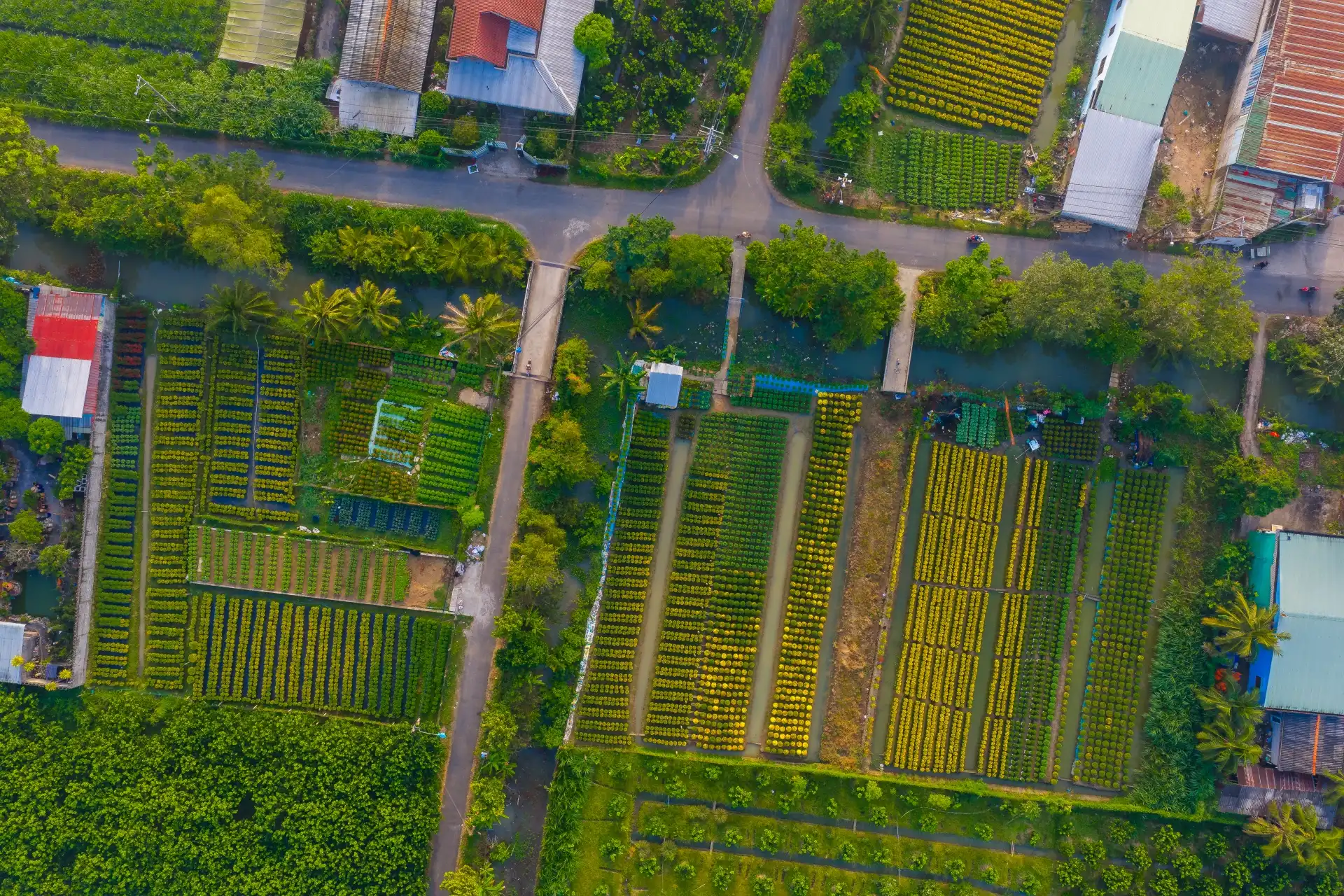 lang hoa my phong: suc song vuon choi sau mot mua hoa trac tro - 3