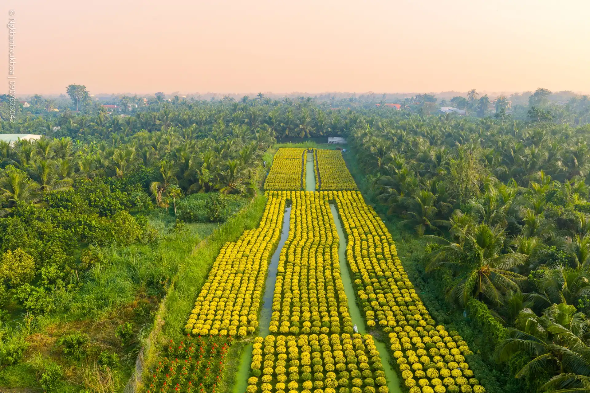 lang hoa my phong: suc song vuon choi sau mot mua hoa trac tro - 13